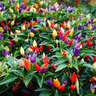 FAMILIFE (30 seeds) Multicolor Pepper Chili Plant Seeds/Vegetable Colorful Pepper Plant Seeds Only f