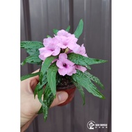 Pokok Bunga Ruellia/pokok bunga renek矮翠芦莉粉色