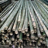BAMBU STEGER PANJANG 6 METER 10 BATANG. (HANYA MELAYANI PENGIRIMAN UNTUK KAB/KODYA BANDUNG SAJA. UNT