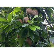 Terlaris bibit tanaman buah mamey sapote magana TERBAIK