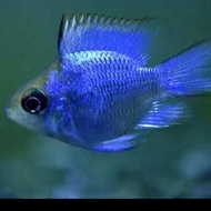 ikan blue elektrik ramirezi / ikan biru