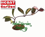 Hoya bunga merah - Tanaman