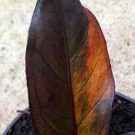 anthurium pink orange ( hokeri ) black swett