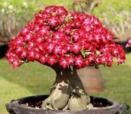 Desert Rose [Adenium obesum] Bonsai