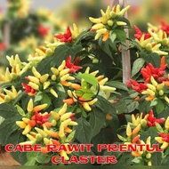 Benih Cabe Benih Bibit Cabai Rawit konsumsi Benih cabe merah besar keriting rawit hijau