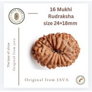 16 Mukhi Rudraksha size 24×14mm(C1)