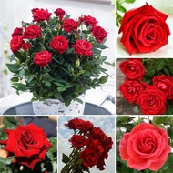 Red Rose Seeds (200pcs/bag) Beautiful Romantic Flower Seeds Bunga Rose Hidup Benih Pokok Bunga Bonsai Flower Seeds