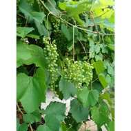 3 Cutting Anggur Dixon