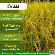 เมล็ดพันธุ์​ข้าว​ ทดลองปลูก CP888 ซีพี888 นาปี นาปรัง ไม่ไวแสง เมล็ดเรียวยาว นุ่ม  4000 - 5000 เมล็ด