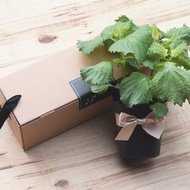 大葉青紫蘇(日本品種)_香草盆栽禮物款