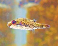 【成崧水族】紅眼娃娃魚 紅眼娃娃 紅尾紅眼娃娃 紅眼娃娃 娃娃狗頭 河豚