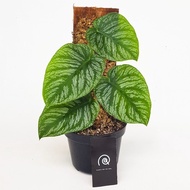 Monstera Dubia / Tanaman Hias / Indoor Plant