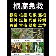 Pepper Dead Seedling Root Root First Aid Root Corruption Cold Disease Dead Root Root Dead Root Dead 