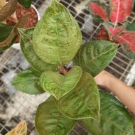 aglonema black hughes aglaonema black hughes