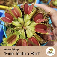 ☘️ Exotic Plants Venus Fly Trap "Fine teeth x red"