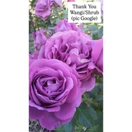 Ownroot Rose Id Thank You - Wangi, Shrub (pic 29Sep)