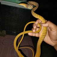 ular pucuk hypo