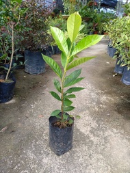 ANAK POKOK DAUN SALAM (INDONESIAN BAY LEAVES)