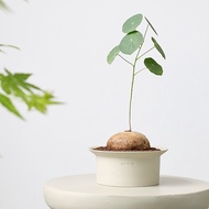 Straw Hat Ceramic Cup Pottery Pot Bowl Potware Nordic Style ins Muji Small Flower Agave Foliage Bego