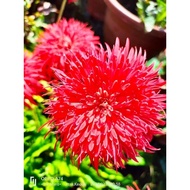 Anak pokok daisy kampung Merah Limah