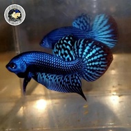 cupang hias wild betta alien hybred blue