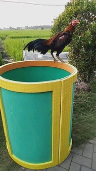 GEBER GEBER LONCAT untuk Latihan Fisik Ayam Bangkok Memperkuat Kaki Ayam Bisa Dilipat Simpan Bahan E