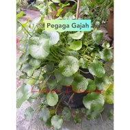 Pokok Ulam Pegaga Gajah (benih cambah)