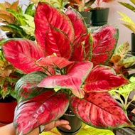 Aglonema red anjamani mutasi (Tanaman hias aglaonema red anjamani) -