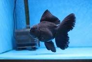 5pcs koki oranda hitam & putih hiasan akuarium