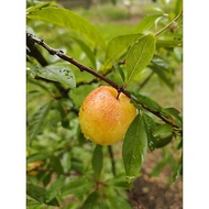 Anak pokok Yellow Plum / Plum Kuning / Plum / Yellow Honey plum