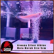 Terlaris Ikan Arwana / Ikan Arwana Silver Albino / Silver Albino Mata