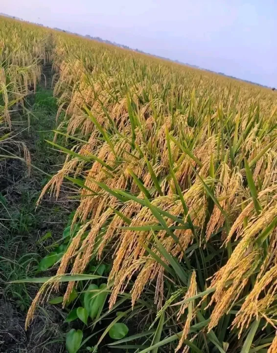 BENIH PADI INPARI 42 AGRITAN GSR 10KG