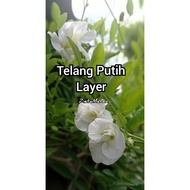 Anak Pokok Bunga Telang Putih(double layer)