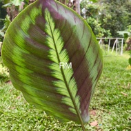 live plants Calathea codeo7