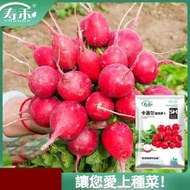 壽禾 陽台盆栽四季蔬菜菜籽 卡洛爾水果型櫻桃蘿蔔種子（包裝隨機發貨）