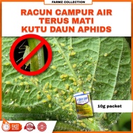 Racun Campur Air Terus Mati Afid Aphids 𝐤𝐮𝐭𝐮 𝐝𝐚𝐮𝐧 (Aphis gossypii)