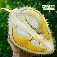 🔥HYBRID🔥 POKOK DURIAN CHANEE THAI (D123) / Chening / Durio Zibethinus / Live Plants