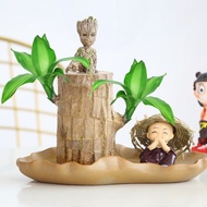 Brazilian Wood Potted Plant Indoor Lucky Bamboo Hydroponic Office Green Plant Brazilian Wood Hydropo