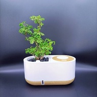 藍芽智慧音箱 福祿桐(富貴樹) 懶人盆栽 室內植物