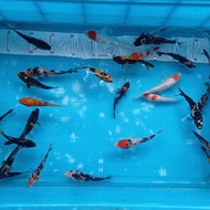 ikan koi 10-12 cm bibit ikan koi BLITAR