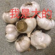 2023全乾蒜頭已整理裝袋(烘乾/去土/脫膜)產地元長雲林黑葉蒜頭機器烘全乾蒜免曬現貨附紗網元長鄉蒜頭乾蒜頭蒜瓣黑葉蒜頭
