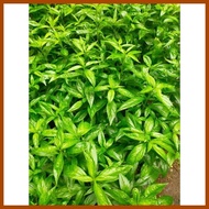 SERPENTINA LEAVES, ROOTS & SEEDS