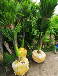 cây giống cau lùn tứ quý (cau lùn tứ thì) size lớn cao 15m-2m