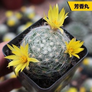 仙人掌Cactus Aromatic Pill Cactus Flowering Fragrance Soft Thorn Non-Piercing Cactus Succulent Plant Gr