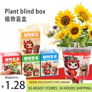 【SG Stock】[Minimum 4PC]Kids DIY Plant Kit Blind Box Easy to Grow Party Favour Christmas Gift idea/ DIY Indoor /Plant Mini Indoor Plant for Home and Office Many designs