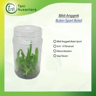 Bibit Anggrek Bulan Sport Botol Siap Tanam