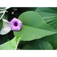 1kg of Fresh Leaves of Brass Tree (Liu Ly) I'm in the North Sent to the South with Broken Leaves