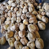 terbaru Durian Bulat Utuh Montong Palu Parigi 6kg x 75rb