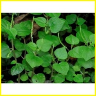 ✢ △ ◧ Pansit Pansitan Seeds 50-75 Approx