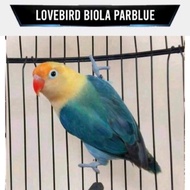 burung love bird lovebird murah biola pb parblue
